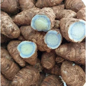 1/2 Lbs Fresh Turmeric Roots - Whole Live Rhizomes for Planting