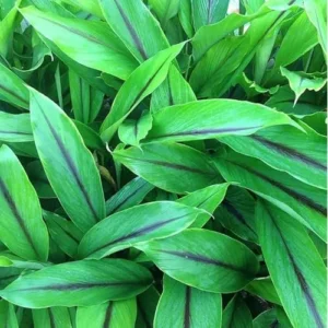 1/2 Lbs Fresh Turmeric Roots - Whole Live Rhizomes for Planting