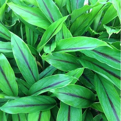 1/2 Lbs Fresh Turmeric Roots - Whole Live Rhizomes for Planting