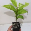 12" Purple Star Apple Seedling Organic Chrysophyllum Caimito Rare Edible Fruit