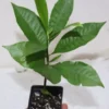 12" Red Cashew Apple Seedling Organic Edible Tree | Anacardium Occidentale