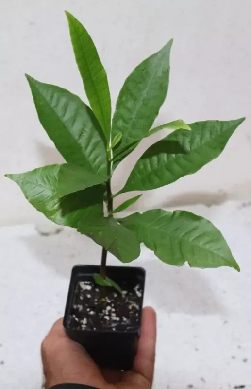 12" Red Cashew Apple Seedling Organic Edible Tree | Anacardium Occidentale