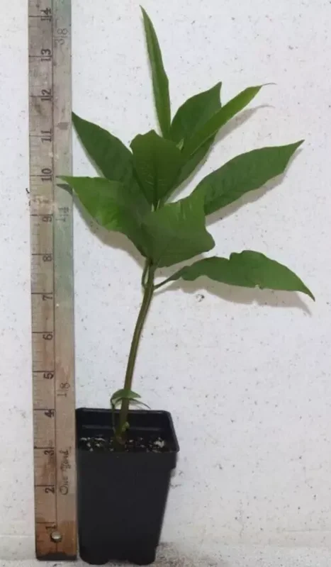 12" Red Cashew Apple Seedling Organic Edible Tree | Anacardium Occidentale