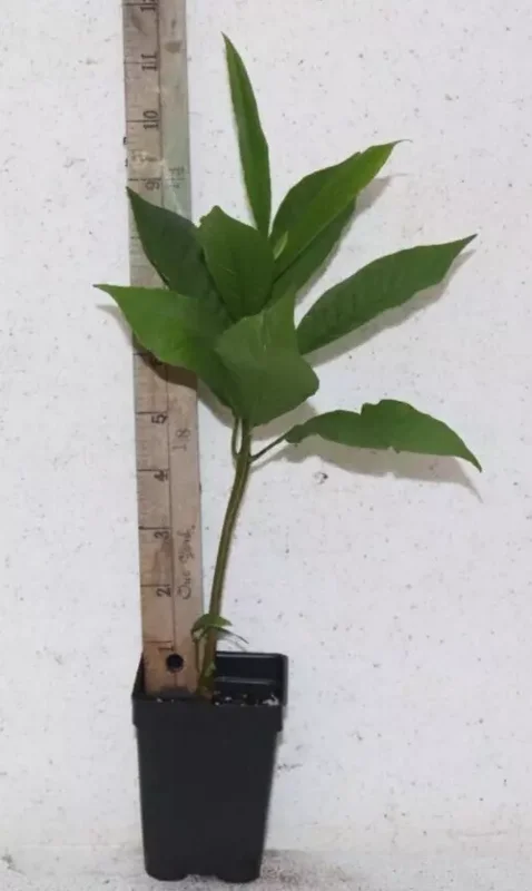 12" Red Cashew Apple Seedling Organic Edible Tree | Anacardium Occidentale