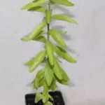 14" Kei Apple Seedling Organic Rare Dovyalis Caffra Edible Tree