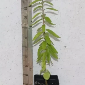 14" Kei Apple Seedling Organic Rare Dovyalis Caffra Edible Tree