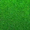 1/4 LB Empire Zoysia Grass Seeds Zoysia Grass Seeds for Lawn | Premium Dark-Green Lawn Grass for Low-Maintenance Turf