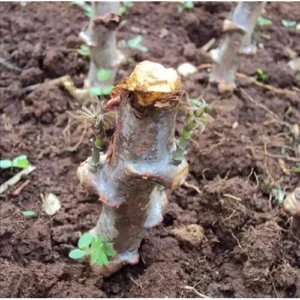 15 Cassava Roots Sweet Yuca Plants - 6 Inch Unrooted Cuttings