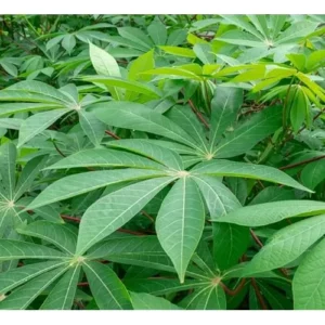 15 Cassava Roots Sweet Yuca Plants - 6 Inch Unrooted Cuttings