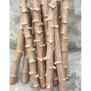 15 Cassava Roots Sweet Yuca Plants - 6 Inch Unrooted Cuttings
