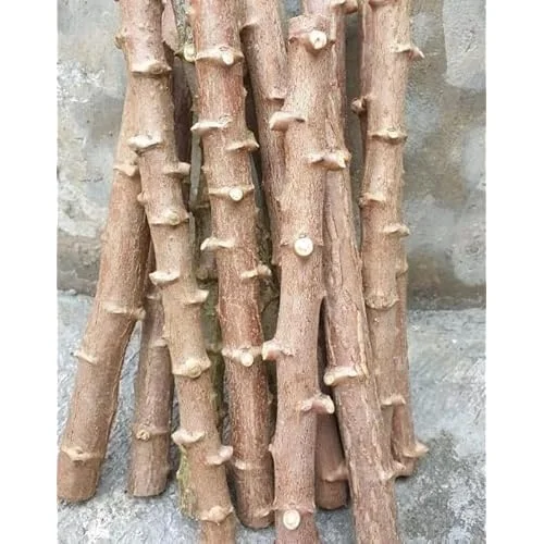 15 Cassava Roots Sweet Yuca Plants - 6 Inch Unrooted Cuttings