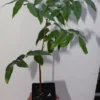 15" Tall Mahogany Seedling Organic - Swietenia Mahagoni Timber Tree
