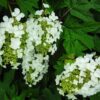 Compact Oakleaf Hydrangea - Hydrangea Quercifolia Peewee - 4-6 Inch Starter Plant
