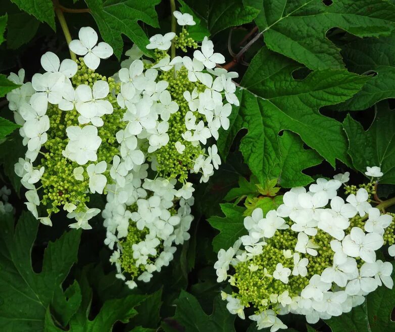 Compact Oakleaf Hydrangea - Hydrangea Quercifolia Peewee - 4-6 Inch Starter Plant
