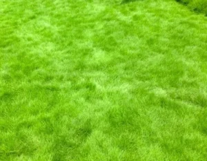 1/8 LB Emerald Zoysia Grass Seeds Zoysia Grass Seeds for Lawn