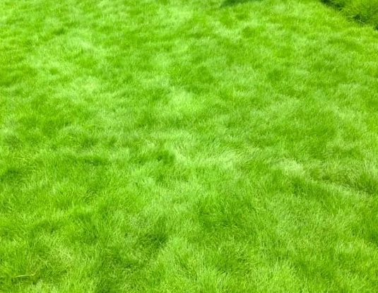 1/8 LB Emerald Zoysia Grass Seeds Zoysia Grass Seeds for Lawn