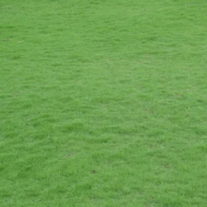1/8 LB Emerald Zoysia Grass Seeds Zoysia Grass Seeds for Lawn