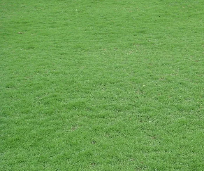 1/8 LB Emerald Zoysia Grass Seeds Zoysia Grass Seeds for Lawn
