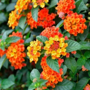 1 Pot-2 Lantana Bright Orange Plants Live for Planting 4