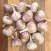 1Lb Chesnok Red Garlic Bulbs for Planting and Gardening, Hardneck Garlic Tubers
