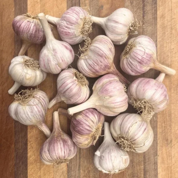 1Lb Chesnok Red Garlic Bulbs for Planting and Gardening, Hardneck Garlic Tubers
