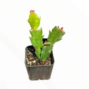 Schlumbergera Truncata Thanksgiving Cactus Succulent Live Plant 4