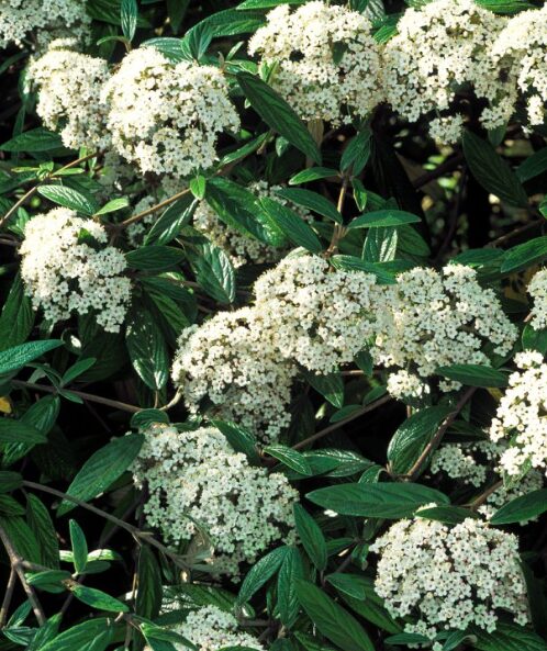 Viburnum Pragense Starter Plant - 6-7 Inch - Hardy Evergreen Shrub