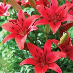 4 Red Asiatic Lily Bulbs Live for Planting, Red Lilium Flower Bulbs for Garden