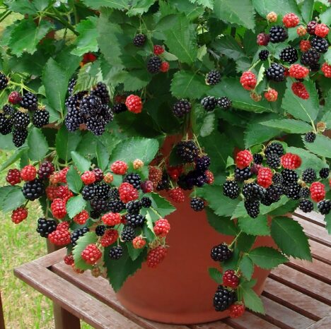 Rubus 'Hall's Beauty' Blackberry - Starter Plant - Thornless & Sweet - Image 2
