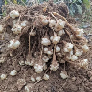 1lb Sunchoke Tubers Fresh Bulbs Sunchoke Bulbs for Eating or Planting Garden