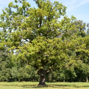 White Oak Tree Quercus Alba Plant – 6-12 Inch Tall – Quart Pot