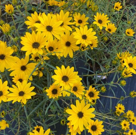 Helianthus Salicifolius 'Autumn Gold' Starter Plant - Hardy Sun Perennial