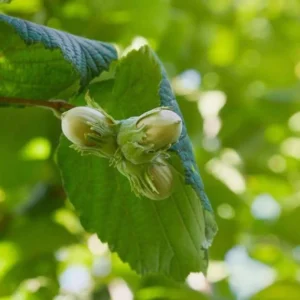 2 American Hazelnut Bare-root Trees 12-18 Inch Tall | Castanea Mollissima Edible Nut Shrub