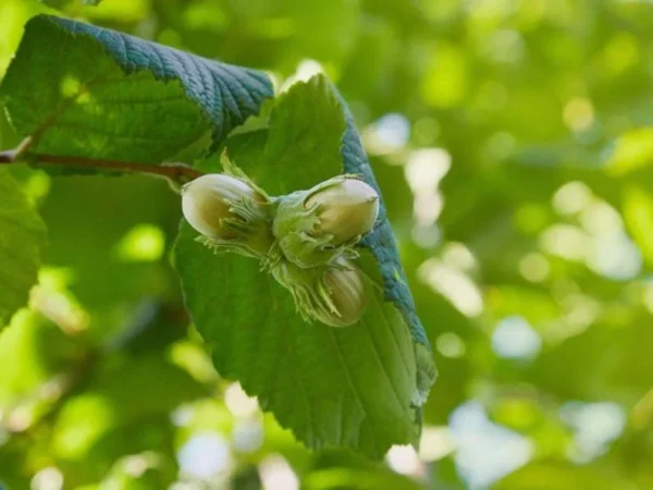 2 American Hazelnut Bare-root Trees 12-18 Inch Tall | Castanea Mollissima Edible Nut Shrub