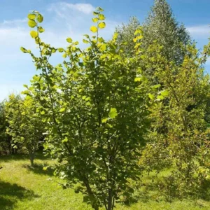 2 American Hazelnut Bare-root Trees 12-18 Inch Tall | Castanea Mollissima Edible Nut Shrub