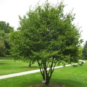 2 American Hornbeam Bareroot Seedlings 1-2’ - Hardy and Fast-Growing Tree