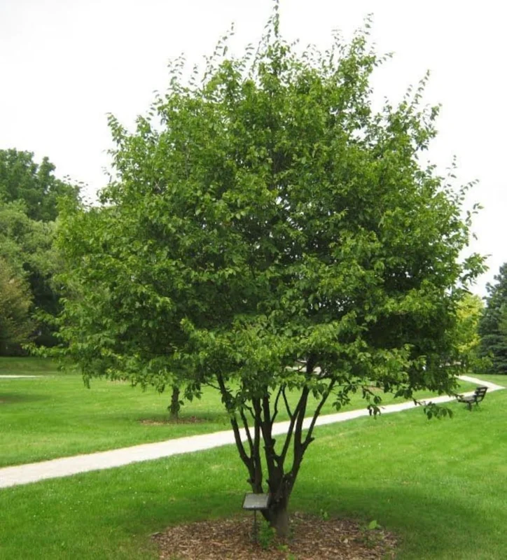 2 American Hornbeam Bareroot Seedlings 1-2’ - Hardy and Fast-Growing Tree