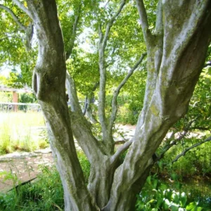 2 American Hornbeam Bareroot Seedlings 1-2’ - Hardy and Fast-Growing Tree