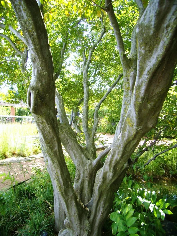 2 American Hornbeam Bareroot Seedlings 1-2’ - Hardy and Fast-Growing Tree