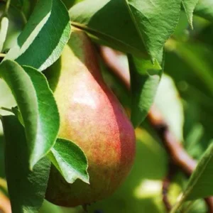 2 Ayers Sugar Pear Tree 2-3 Feet Sweet Yellow Fruit Live Tree