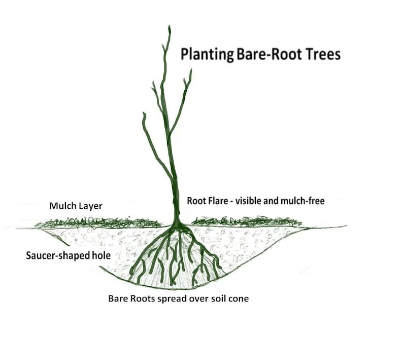 2 Belle of Georgia Peach Trees 2 Feet Tall Live Semi-Dwarf Self Pollinating