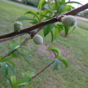 2 Belle of Georgia Peach Trees 2 Feet Tall Live Semi-Dwarf Self Pollinating