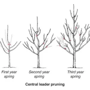 2 Belle of Georgia Peach Trees 2 Feet Tall Live Semi-Dwarf Self Pollinating