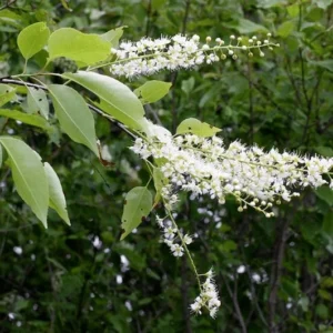 2 Black Cherry Trees Bare-root 6-12