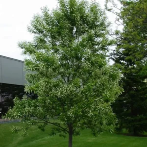 2 Black Cherry Trees Bare-root 6-12