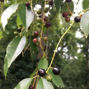 2 Black Cherry Trees Bare-root 6-12