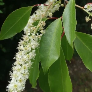 2 Black Cherry Trees Bare-root 6-12