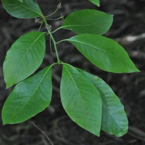 2 Black Gum Nyssa Sylvatica Seedlings - 12” Tall - Wildlife Attractant