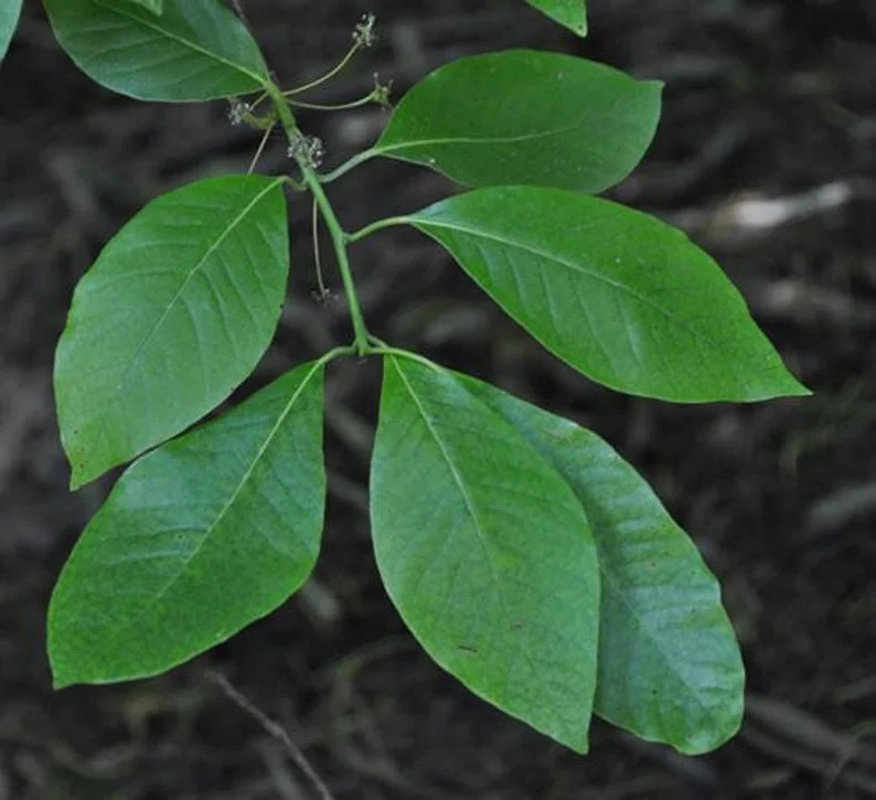 2 Black Gum Nyssa Sylvatica Seedlings - 12” Tall - Wildlife Attractant