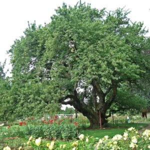 2 Black Mountain Rum Cherry Live Plant 1-2 Feet Tall – Sweet Fruit, Fast Growing